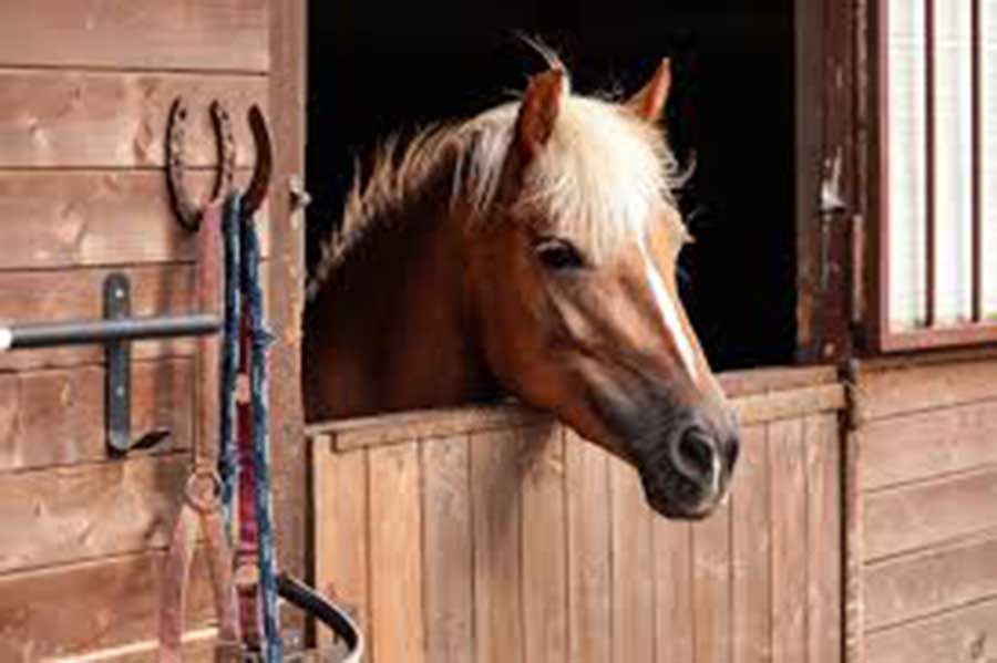 2407 Horse stable.jpg