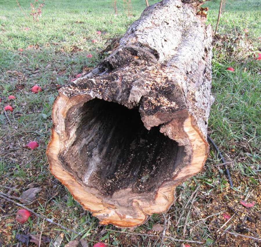 2408 Hollow trunk.jpg
