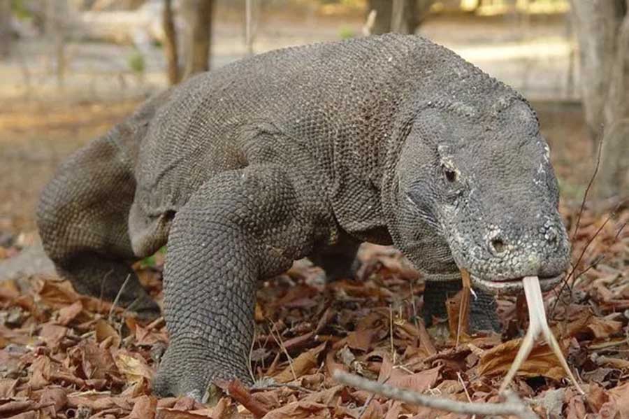 2408 Reptiles.jpg