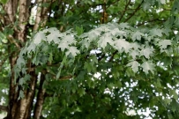 2507 thirteen-species-of-maple-trees