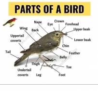 Parts of a bird