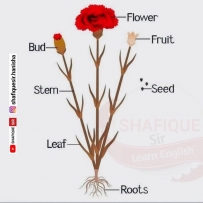 Stem