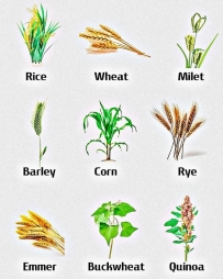 Flour Plants