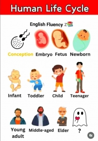 Human life cycle