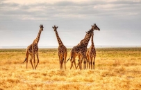 2507 African+Wild+Animals