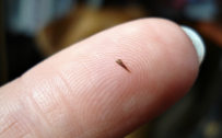 Splinter in the finger