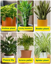 pothos plant
