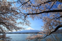 2507 This is a Sakura, a cherry tree