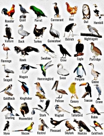 quail