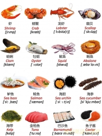 Shrimp