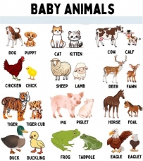 Baby animals