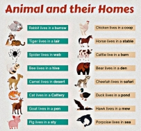 Animal and their homes