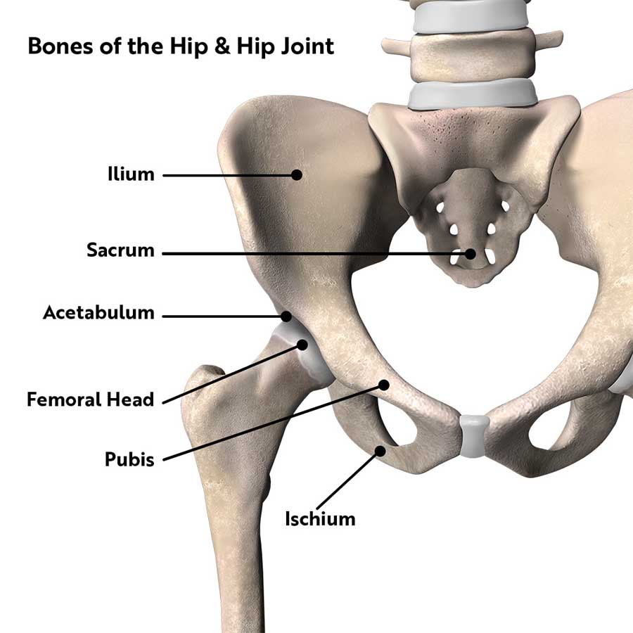 2507 Bones-of-the-Hip.jpg