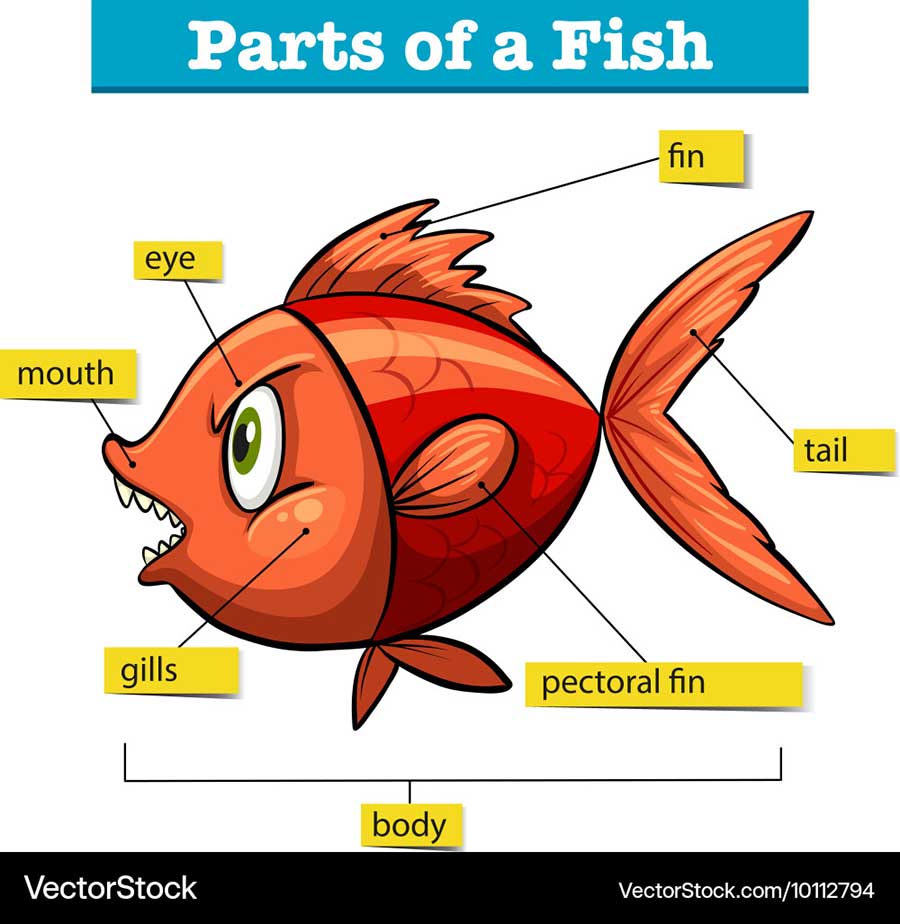 2507 Parts of a fish.jpg