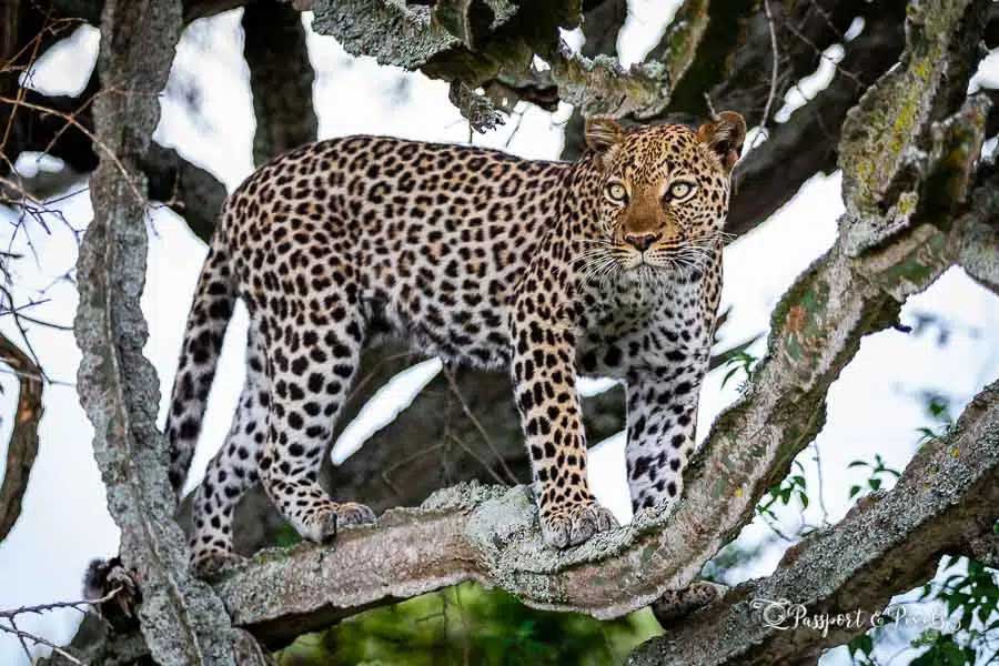 2507 Evening-Game-Drive.jpg