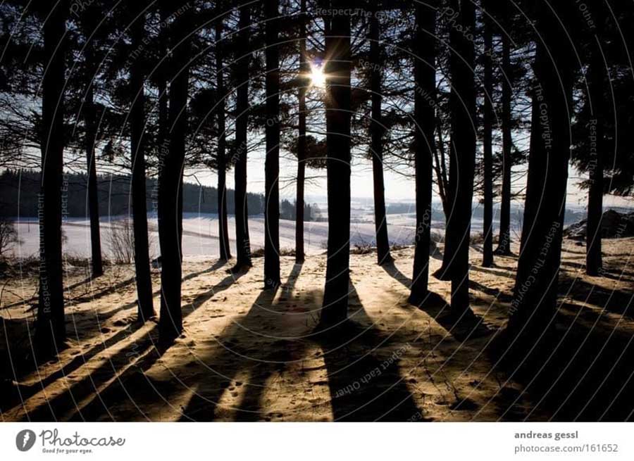 2507 sun shadows tree Sun Tree.jpeg.jpg