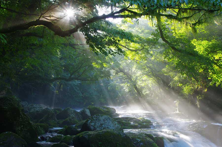2507 sunbeams-forest-landscape-river-water.jpg