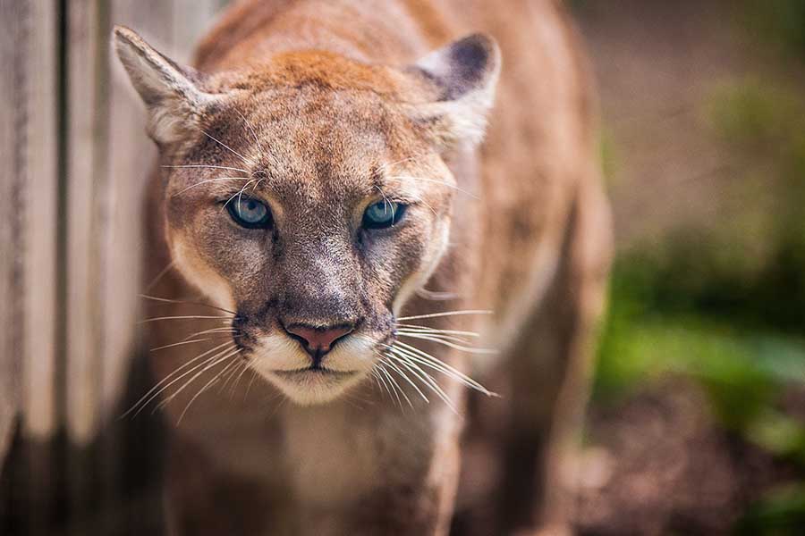 2507 THe sharp eyes of an animal.jpg