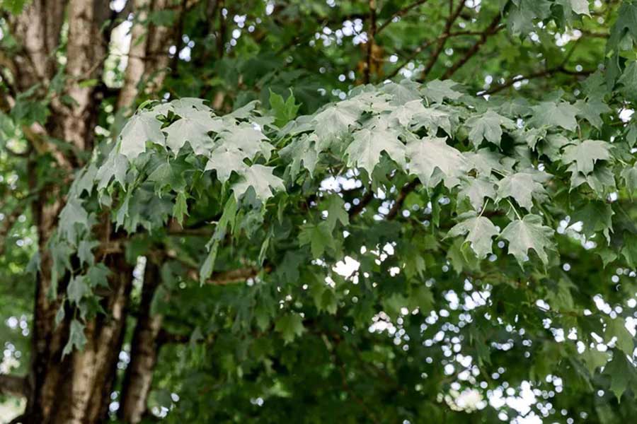 2507 thirteen-species-of-maple-trees.jpg