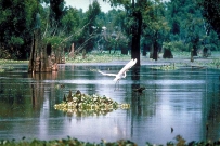 2507 Atchafalaya_Basin