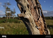 2507 Gaunt and wind-bent pines