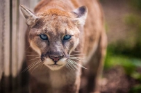 2507 THe sharp eyes of an animal