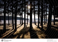 2507 sun shadows tree Sun Tree.jpeg