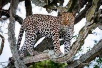2507 Evening-Game-Drive
