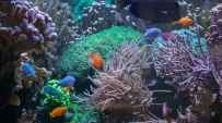 2507 The Great Barrier Reef, the largest reef ecosystem, offers a variety of activities