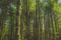 2507 tall-pines-header