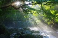 2507 sunbeams-forest-landscape-river-water