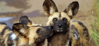 2507 Endangered-African-Animals