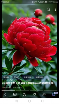 Why the peony is the king of flower?